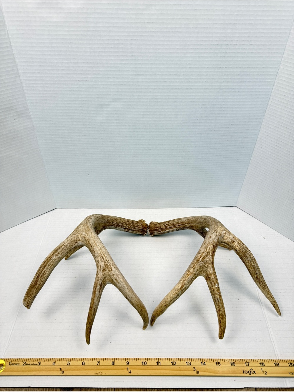 Authentic Naturally Shed Whitetail Deer Antlers 1 Pair